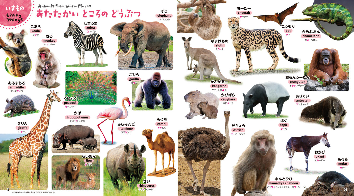 My First Picture Dictionary: What’s This? (650 Words)