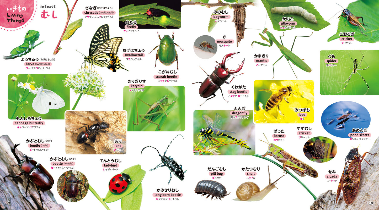 My First Picture Dictionary: What’s This? (650 Words)