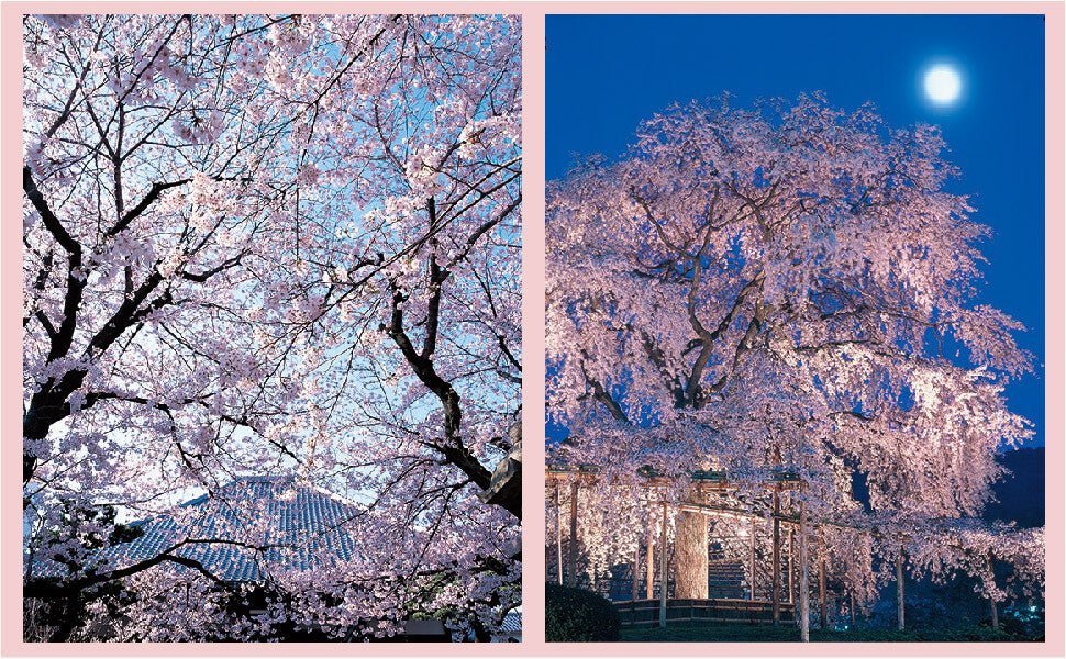 The Japanese Soul Flower: SAKURA